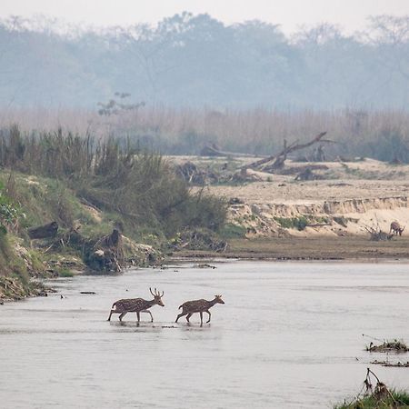 Sanctuary Chitwan National Park Читван Экстерьер фото