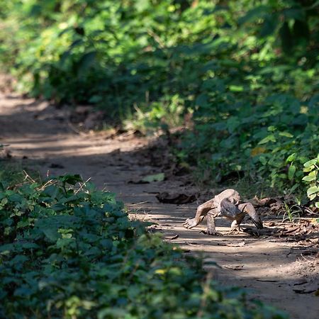 Sanctuary Chitwan National Park Читван Экстерьер фото
