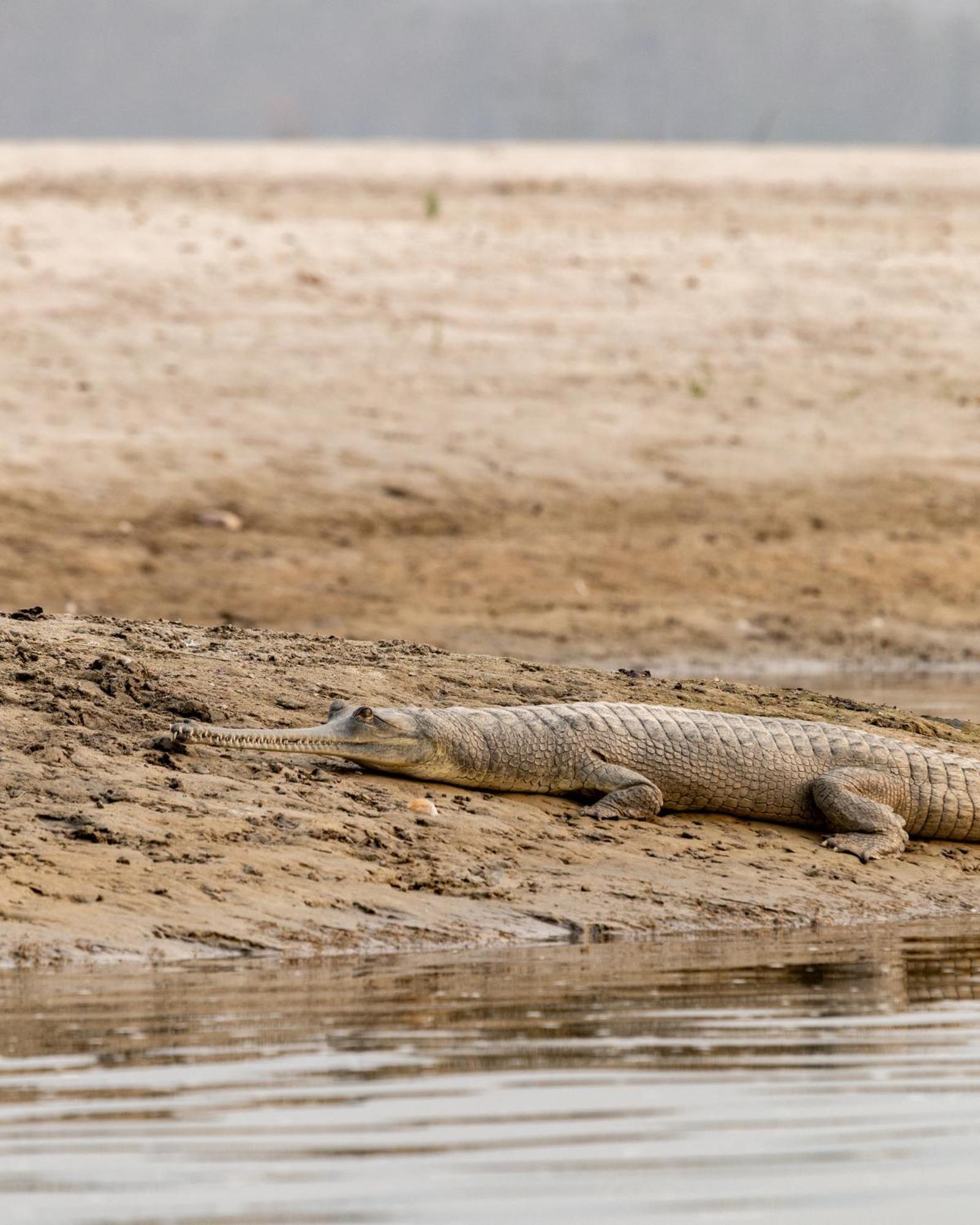 Sanctuary Chitwan National Park Читван Экстерьер фото