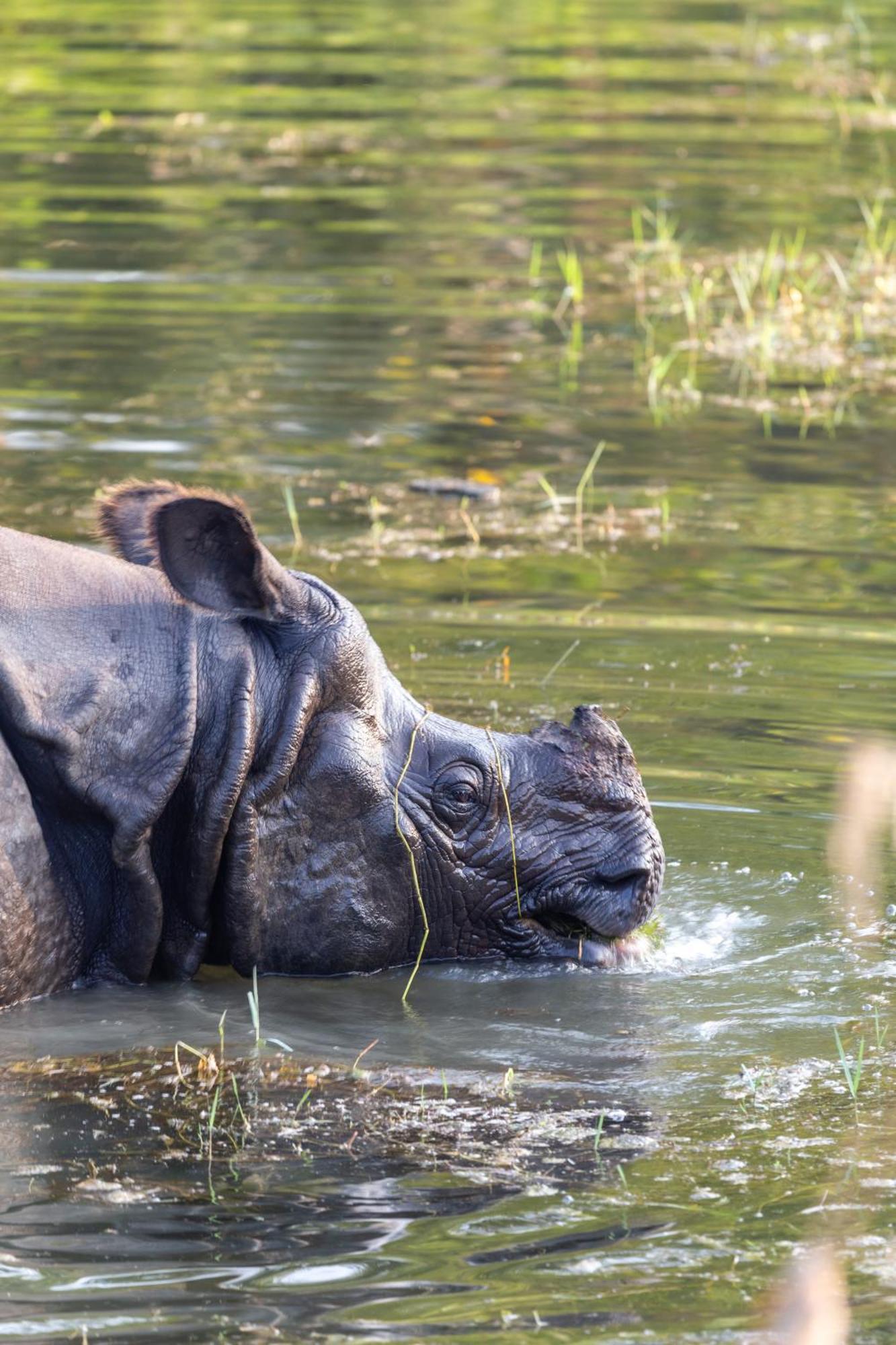 Sanctuary Chitwan National Park Читван Экстерьер фото