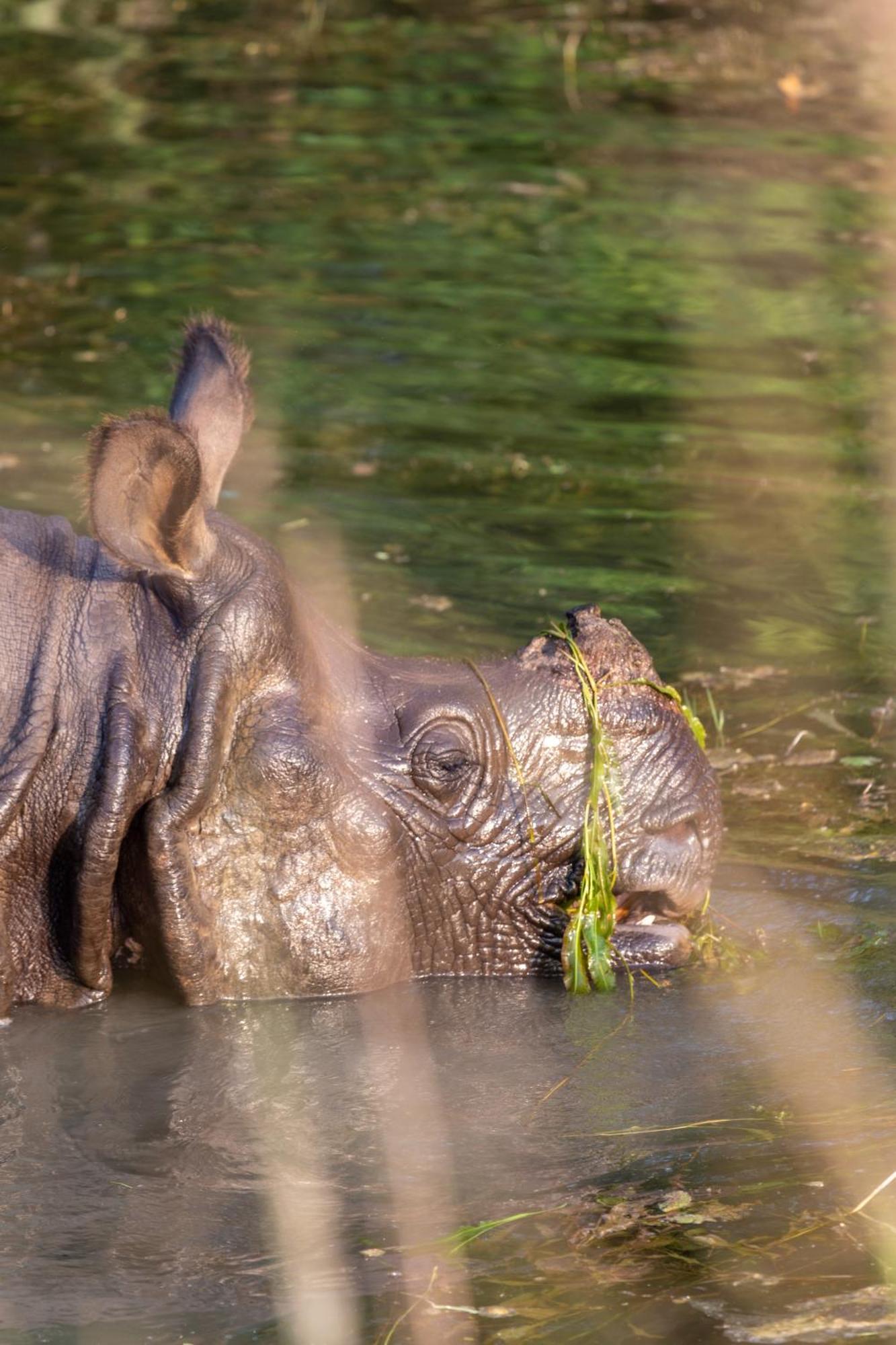 Sanctuary Chitwan National Park Читван Экстерьер фото