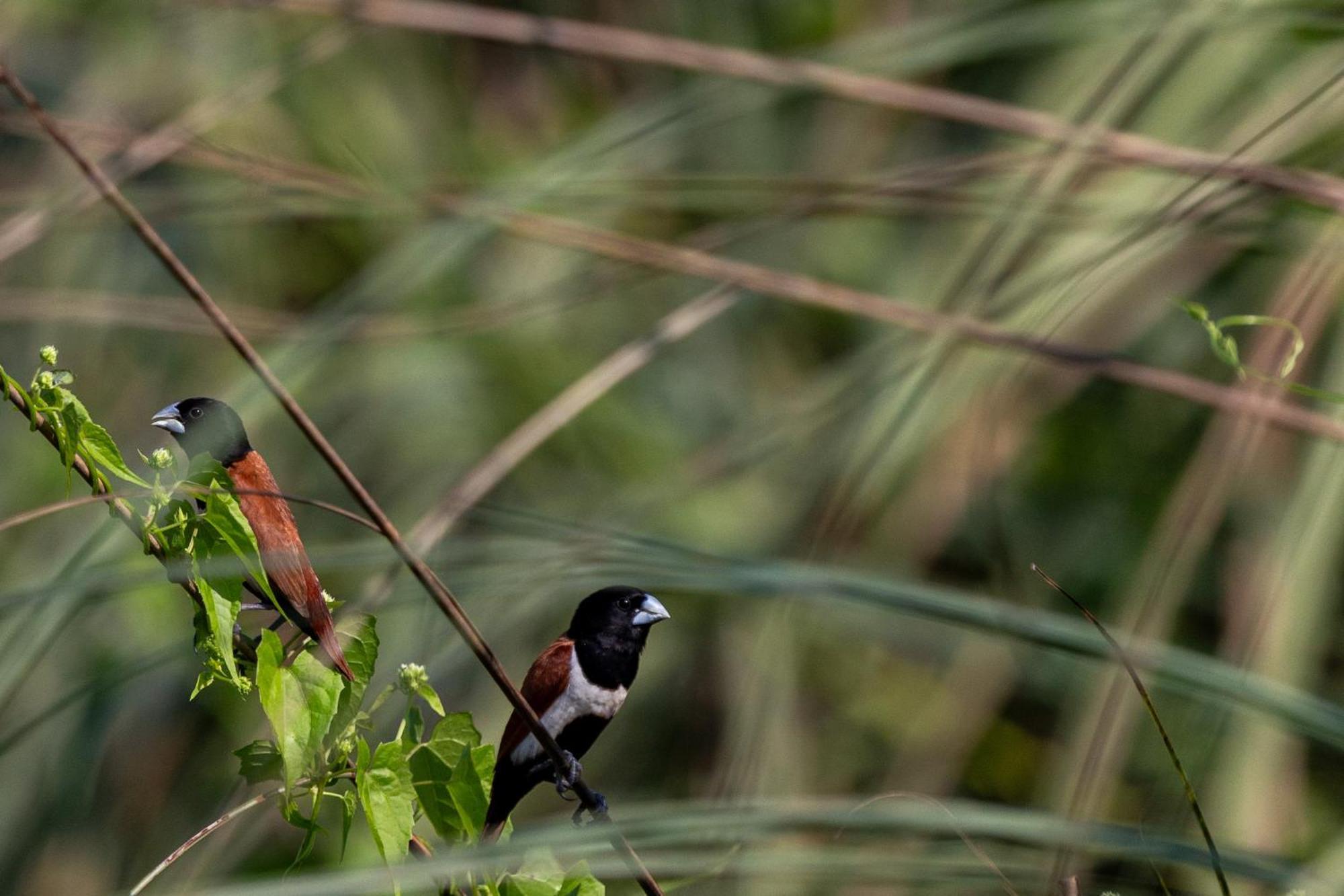 Sanctuary Chitwan National Park Читван Экстерьер фото