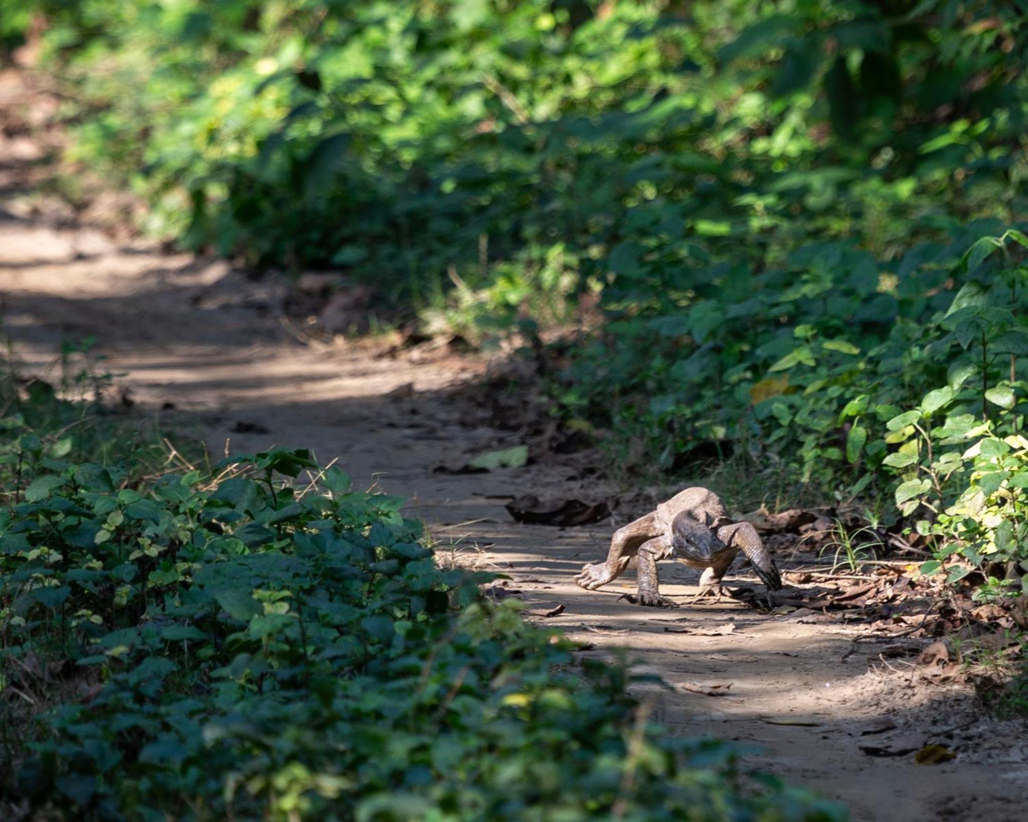 Sanctuary Chitwan National Park Читван Экстерьер фото